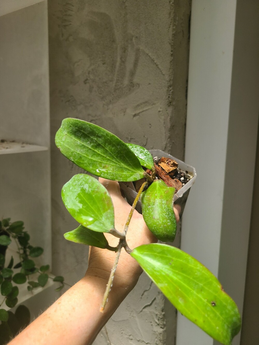 **SOLD**Hoya Merrillii Longleaf - Picture 3 of 4